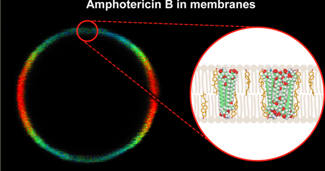 Department Of Biophysics | Mechanism Of Binding Of Antifungal ...